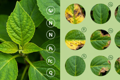 Como Saber se Sua Planta Precisa de Nutrientes (Sinais de Alerta)